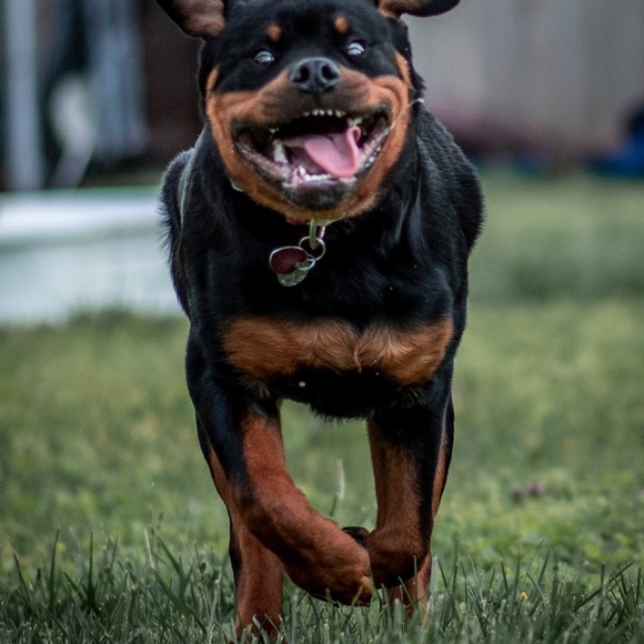 Meet your Posher, Brielle - Picture 5 of 5